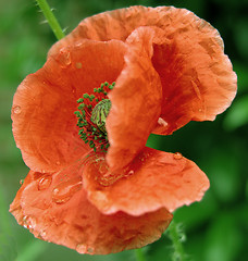 Image showing Wet Poppy