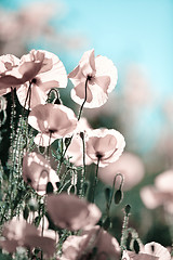 Image showing Corn Poppy Flowers Papaver rhoeas