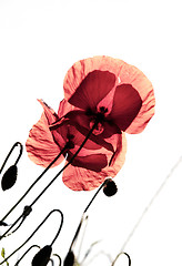 Image showing Corn Poppy Flowers Papaver rhoeas