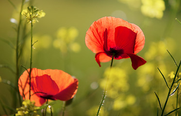 Image showing Corn Poppy Flowers Papaver rhoeas