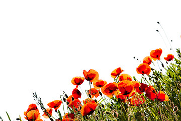 Image showing Corn Poppy Flowers Papaver rhoeas