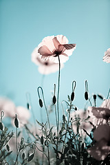 Image showing Corn Poppy Flowers Papaver rhoeas