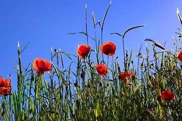 Image showing Corn Poppy Flowers Papaver rhoeas