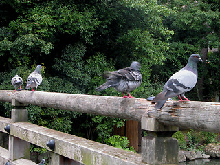 Image showing Resting Pigeons