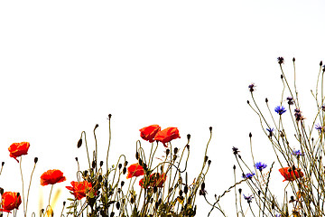 Image showing Corn Poppy Flowers Papaver rhoeas