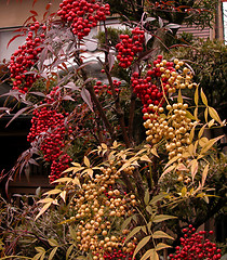 Image showing Colorful Berries