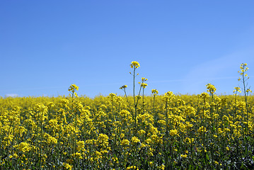 Image showing Rapeseed Field