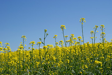 Image showing Rape Field and Blue Sky