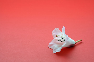Image showing Lonely flower