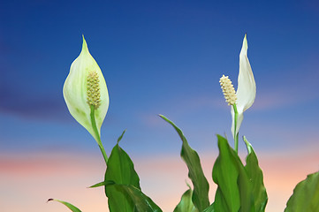 Image showing Flowers peace lily