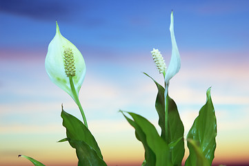 Image showing Flowers peace lily