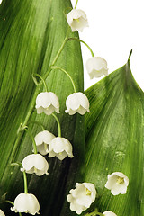 Image showing Flowers lilies of the valley