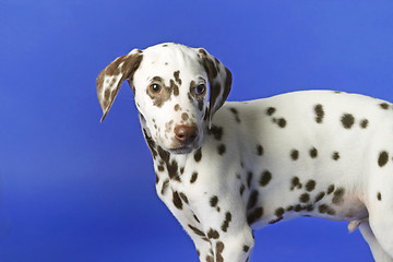 Image showing Dalmation