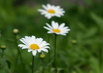 Image showing daisies