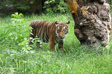 Image showing Tiger