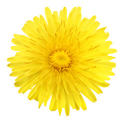 Image showing One yellow flower of dandelion