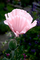 Image showing pink poppy
