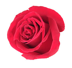 Image showing One red rose