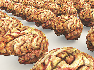 Image showing Many Brains 