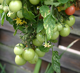 Image showing tom thumb tomatos