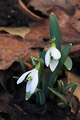 Image showing Two Snowdrops