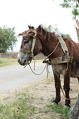 Image showing Sad Mule