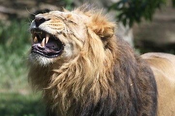 Image showing Lion