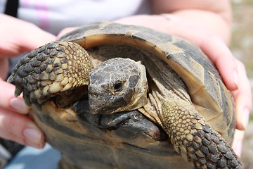 Image showing Handheld tortoise - closeup