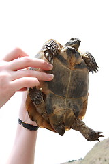 Image showing Handheld tortoise