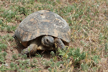 Image showing Tortoise walking in the grass