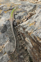 Image showing Lizard on the rocks