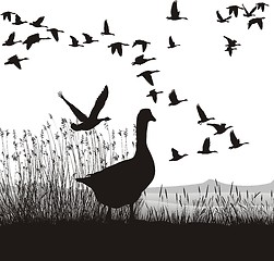 Image showing Before Migrating Geese