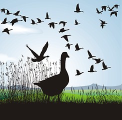 Image showing Geese Before Migrating