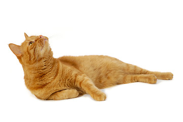 Image showing Red cat