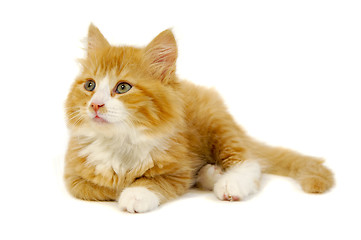 Image showing Kitten