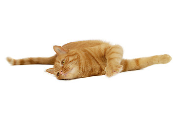 Image showing Red cat resting