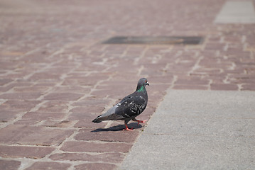 Image showing dove on cobblestone pavement