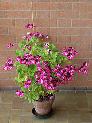 Image showing Geranium