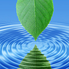 Image showing Reflect green leaf in blue water