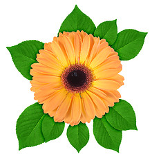 Image showing One orange flower with green leaf