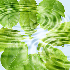 Image showing Green leaf under blue water