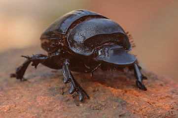 Image showing Dung Beetle