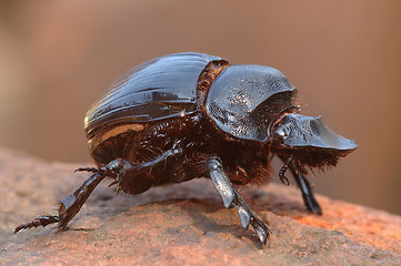 Image showing Dung beetle