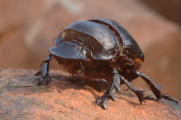 Image showing Dung beetle