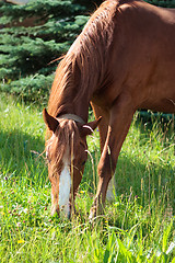 Image showing Beautiful brown horse