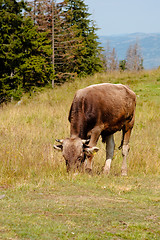 Image showing Brown cow browsing