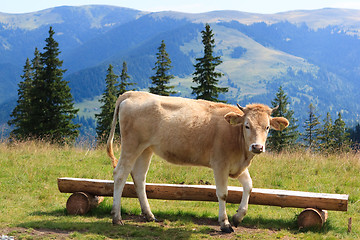 Image showing Cow and mountains