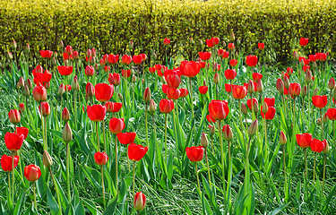 Image showing red tulips