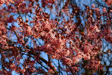 Image showing flowers