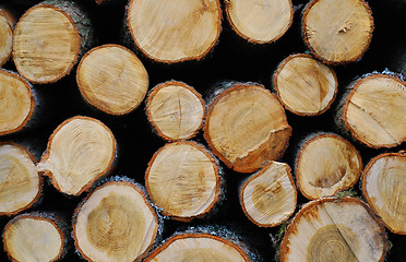 Image showing pile of wooden logs